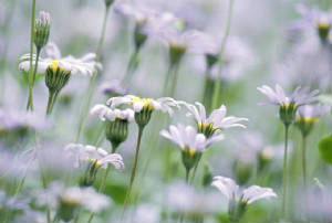 daisiesinclouds.jpg